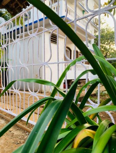 the bodhi tree resort