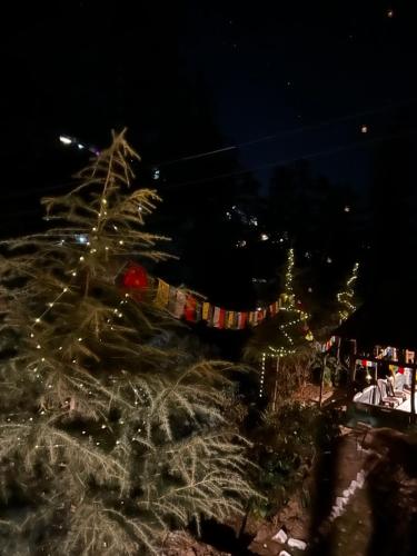 happy returns home jibhi