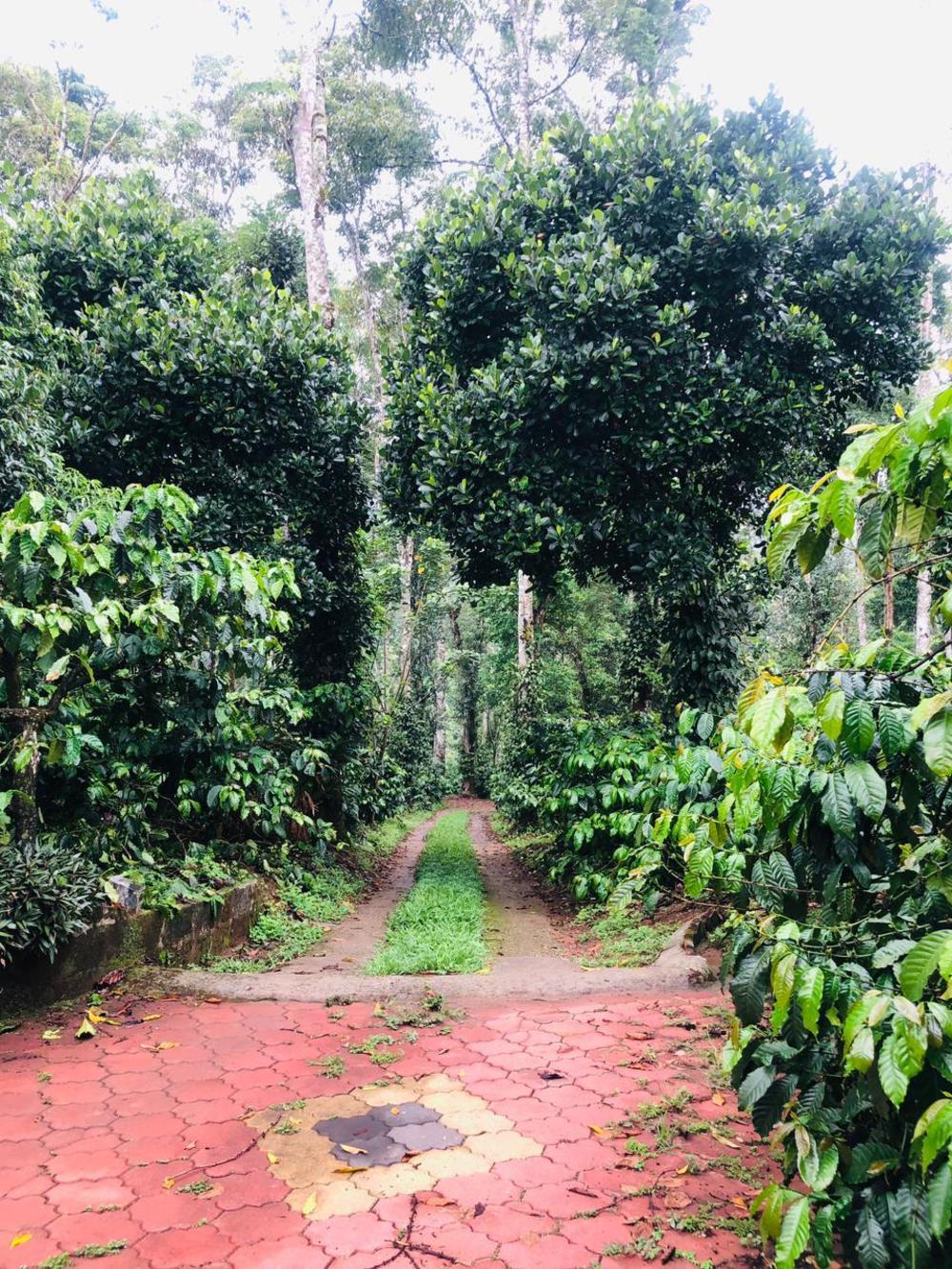 swapna estate stay coorg