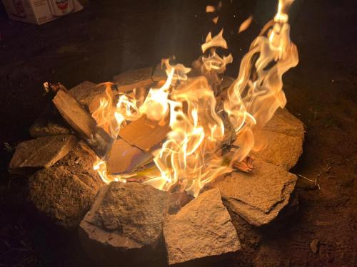 the venus live like a local