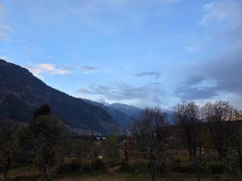 the venus live like a local