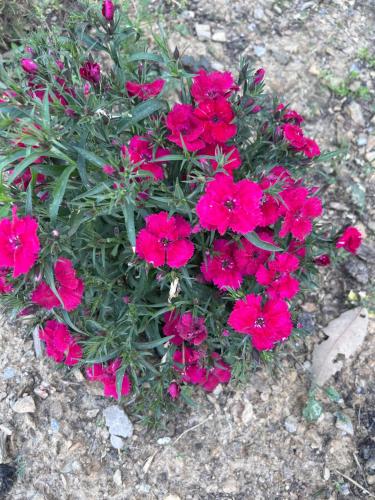 shalom hillcrest inn