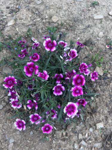 shalom hillcrest inn