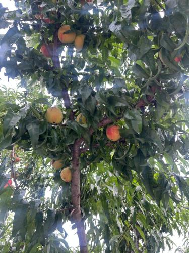 shalom hillcrest inn