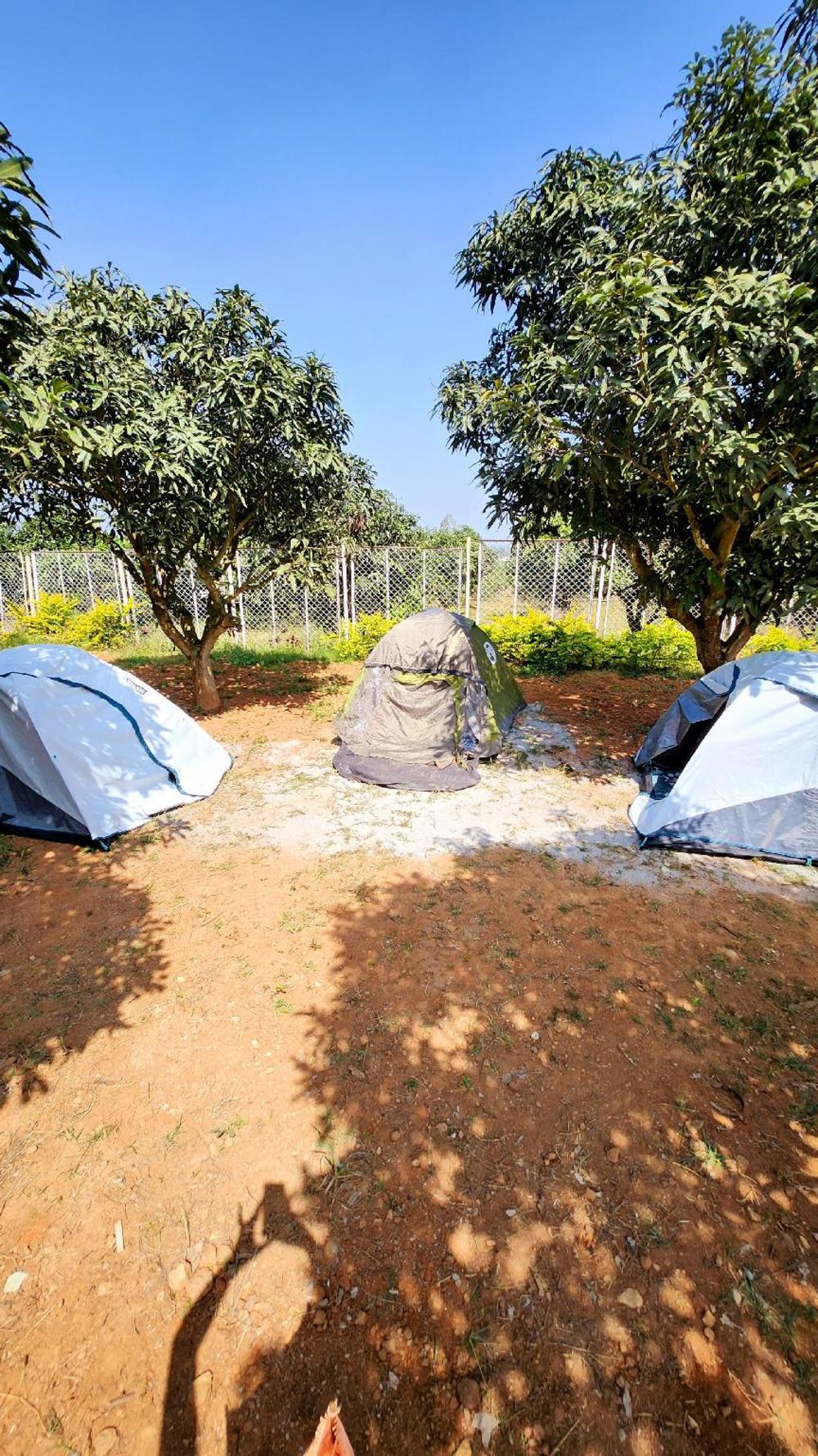 gable grove serene retreatcamping by homeyhuts