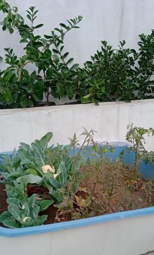yogam homestay agra