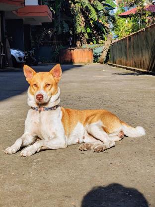 cozy guwahati apartment with city and mountain views