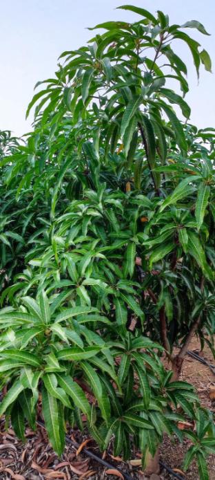 viraj mango orchid agrotourism and resort