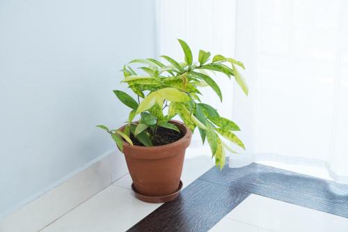 orange valley town residency