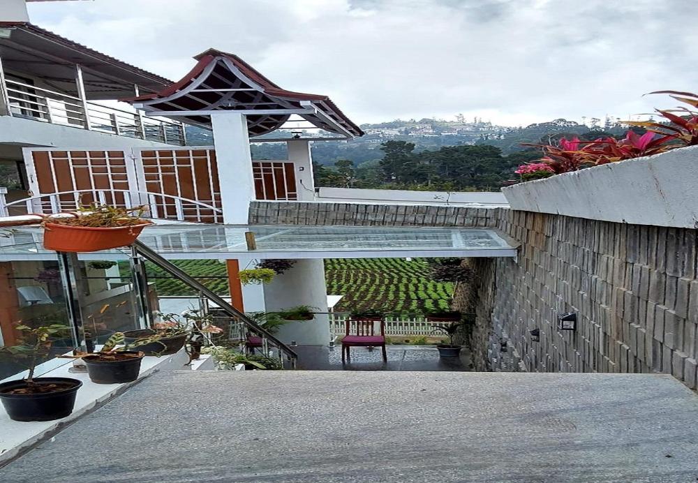calla lily by the brook