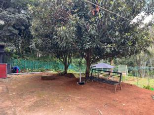 loquat inn homestay