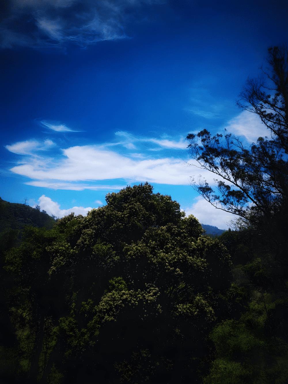 amber by the tamarillo