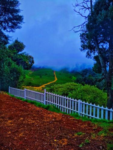 amber by the tamarillo