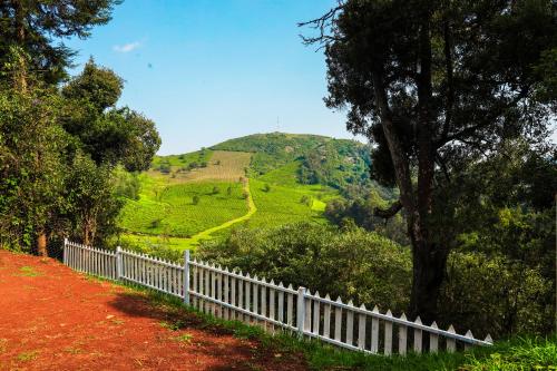 amber by the tamarillo