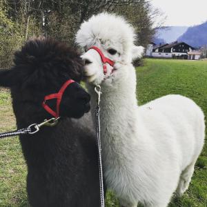 sporthotel wilder kaiser