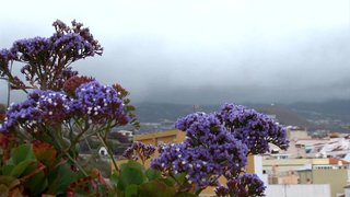puerto de la cruz
