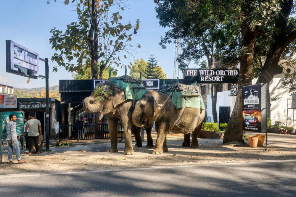 the wild orchid resort