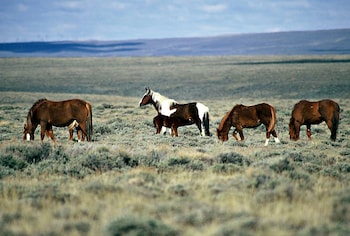 Holiday Inn Rock Springs By Ihg,Wyoming>>Rock Springs,3 star