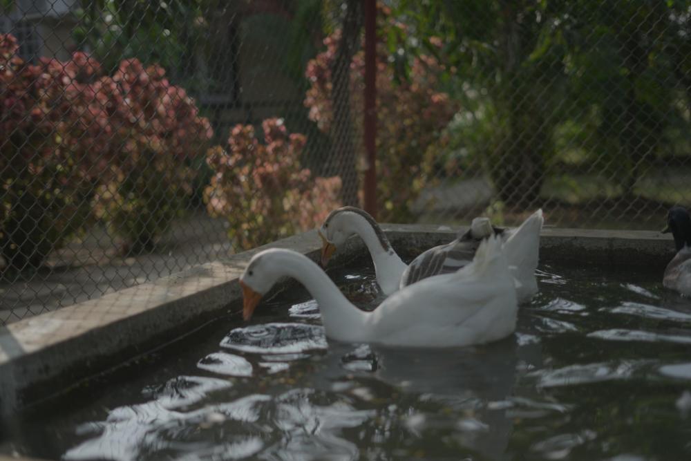 bimalfarm at koroli hills