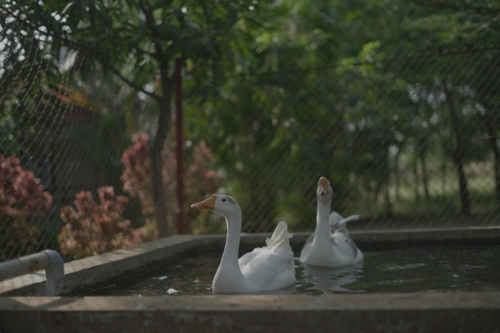 bimalfarm at koroli hills