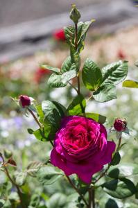 willows motel goulburn