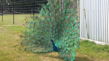 Halls Haven Holiday Units,Grampians>>Central Highlands,4 star