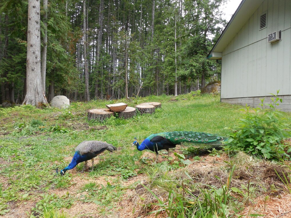 mountain view lodge