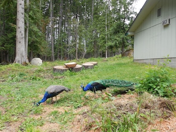 mountain view lodge