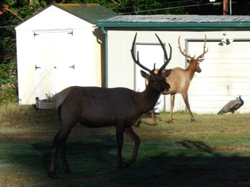 mountain view lodge