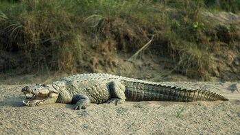 green mansions jungle resort