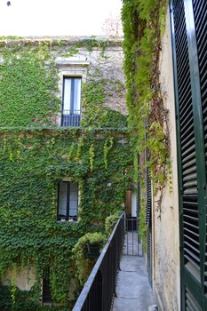 palazzo rollo
