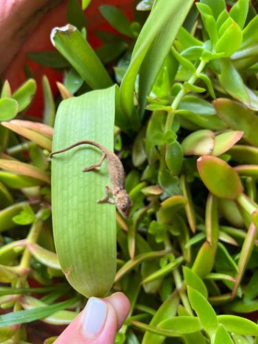 whalesong guest house