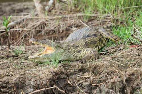 whalesong guest house