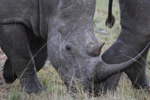 whalesong guest house