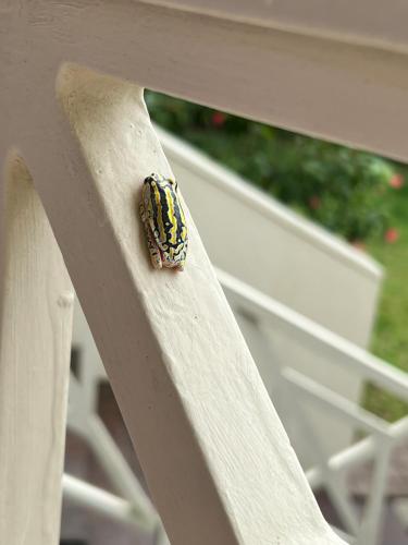 whalesong guest house