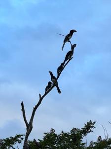 whalesong guest house