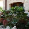 masseria caliani