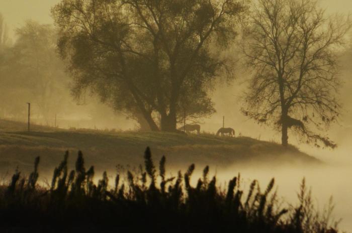 ristorante e pensione la campagnola
