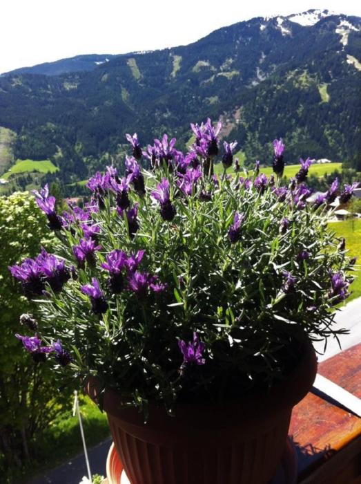 sonnhof am hochkonig