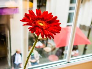 the soho boutique hotel