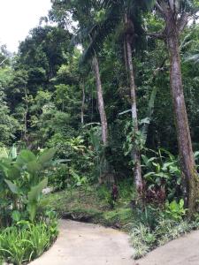 tabulia tree hotel and villas