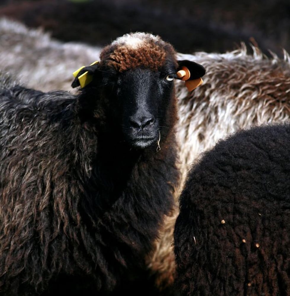 alojamiento calzada romana