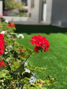 paphos