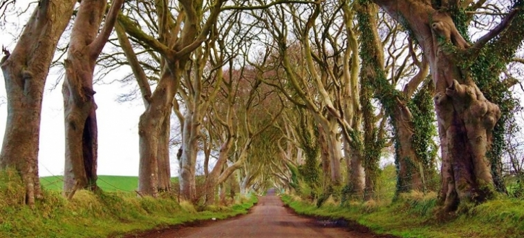 The Hedges Hotel
