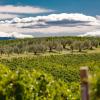 Pecora Vecchia - Collemassari Hospitality,Campagnatico>>Arcidosso,4 star