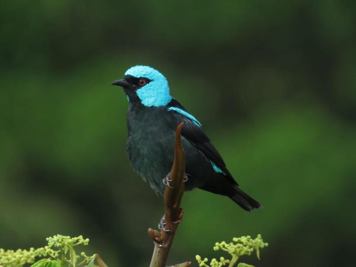 Las Cruces Biological Station,Golfito>>Agua Buena,2.5 star