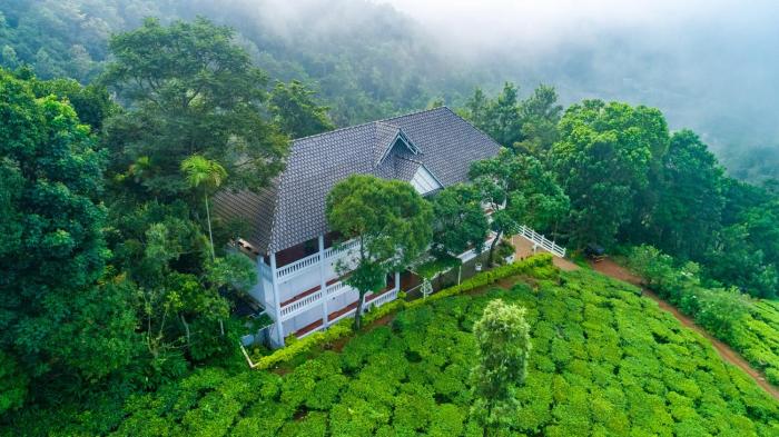 Tea Harvester