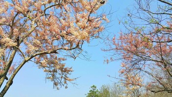 The Royal Chiang Mai Golf Resort,Chiang Mai>>Ban Mai,4 star