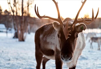 Northern Lights Village,Ivalo>>Inari,4 star