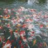 Pongsin Resort And Restaurant,Phran>>Khun Han,3.5 star